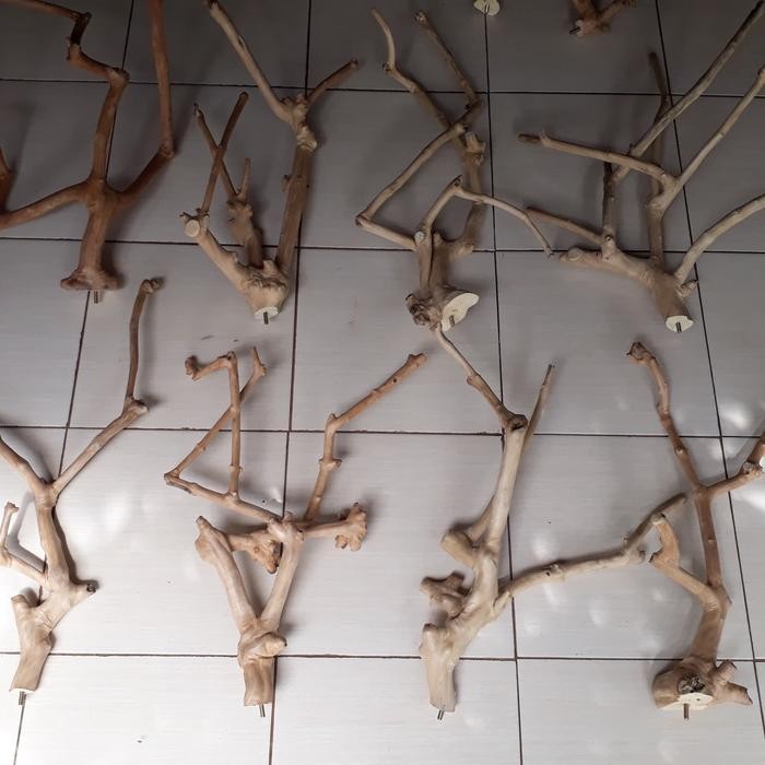 Kayu kopi tangkringan jepit panjang 60cm an