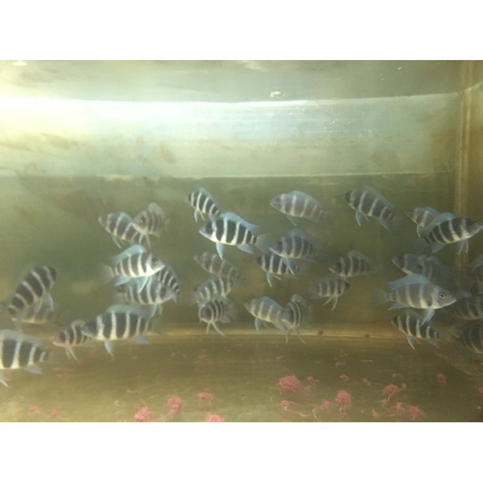 IKAN HIAS AIR TAWAR CICHLID FRONTOSA MOBA PURE IKAN AQUARIUM