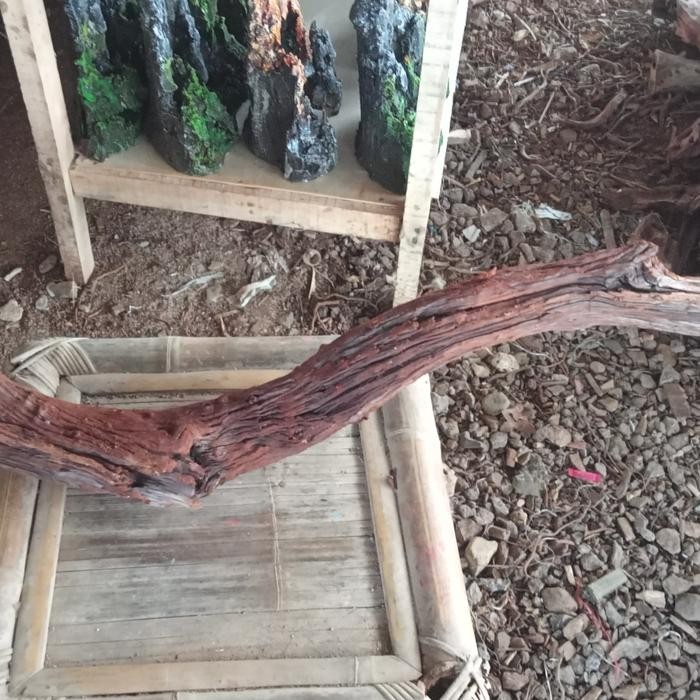 kayu santigi gunung aquascape