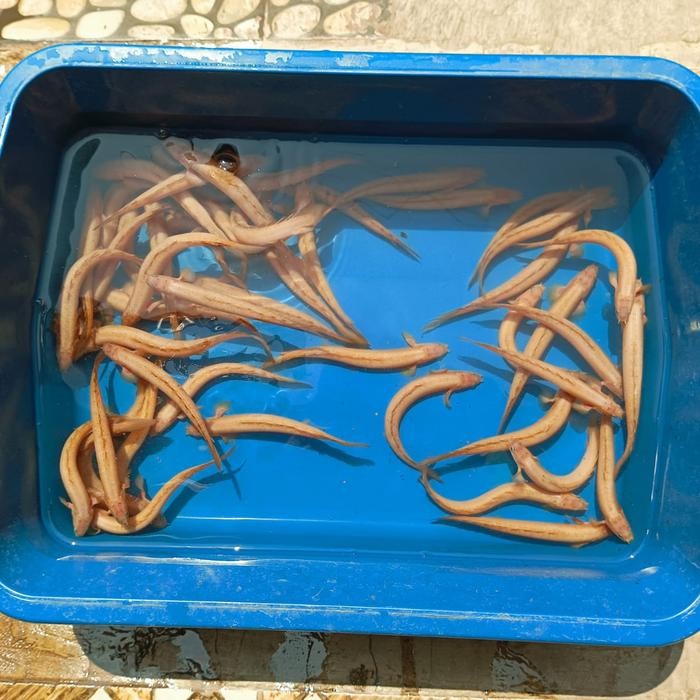 Palmas Senegalus Golden Ikan Naga Palmas Murah