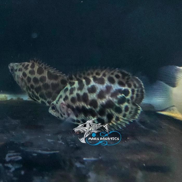 IKAN HIAS IKAN CTENOPOMA ACUTIROSE IKAN DAUN MACAN TUTUL