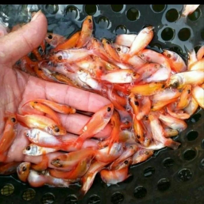 Bibit Nila Merah 1 liter