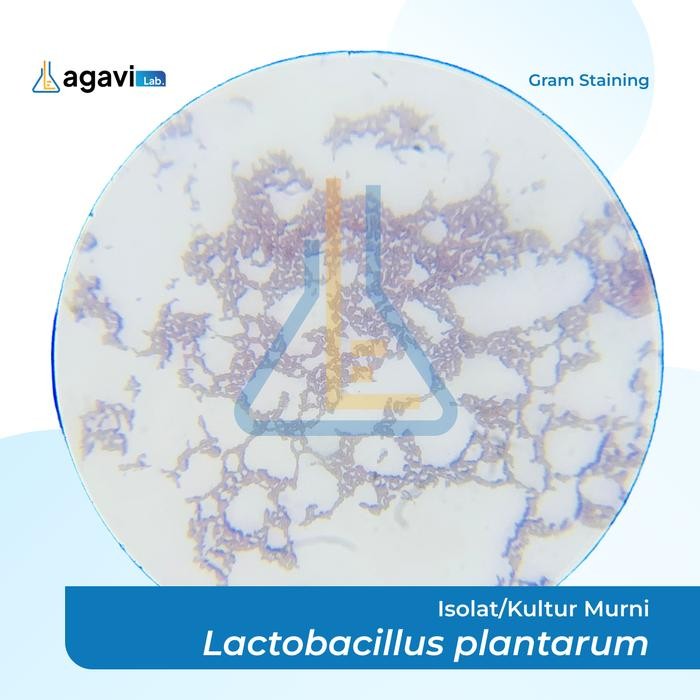 Isolat Kultur Murni Lactobacillus plantarum gals