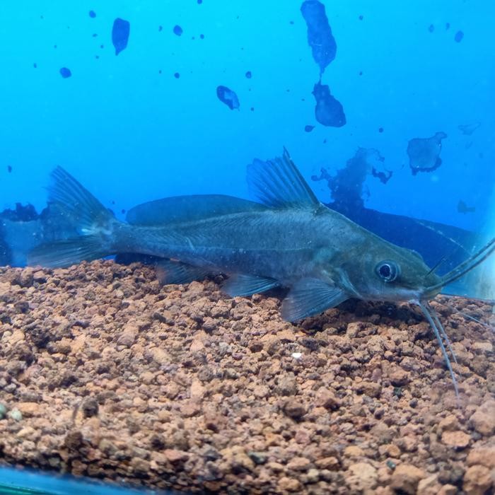 ikan baung tikus keting 20-23cm