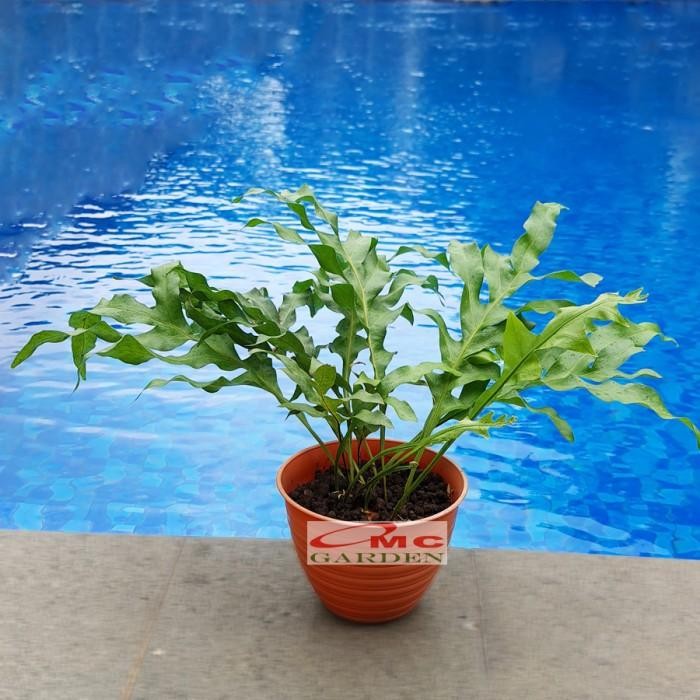 Kadaka Tanduk Rusa Pakis Paku Bintang Biru Blue Star Fern Tanaman D35 Kode 061