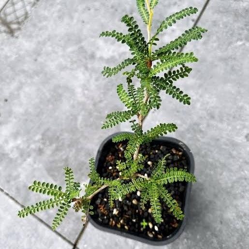 

SALE !!! BIJI OPERCULICARYA HYPAENOIDES SEEDS READYY