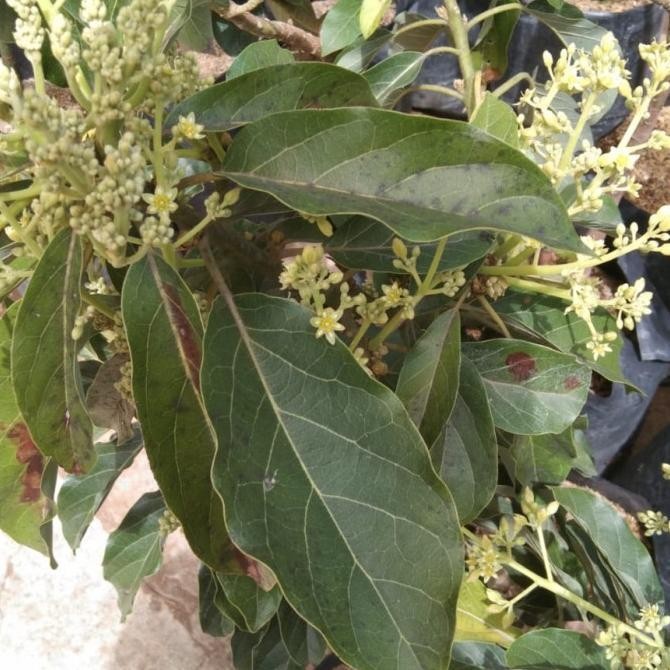 Bibit tanaman buah alpukat miki sudah berbunga Kode 1128