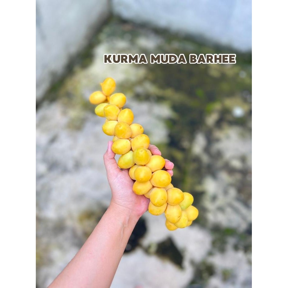 

Makanan Kurma Muda Barhee KuningManis
