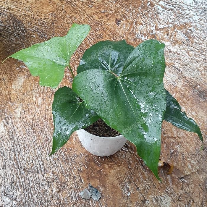 anthurium pterodactyl (pelgol)