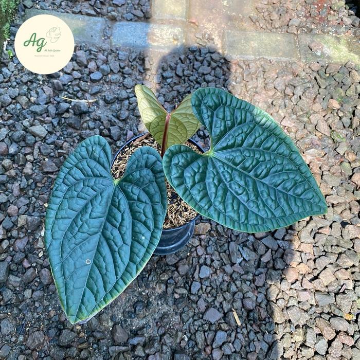 anthurium luxurians ecuador