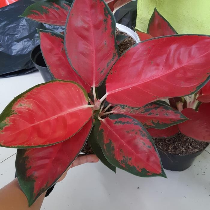 Aglonema suksom jaipong indukan