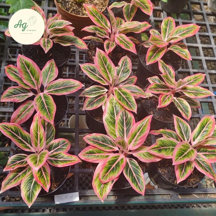 aglonema lotus delight