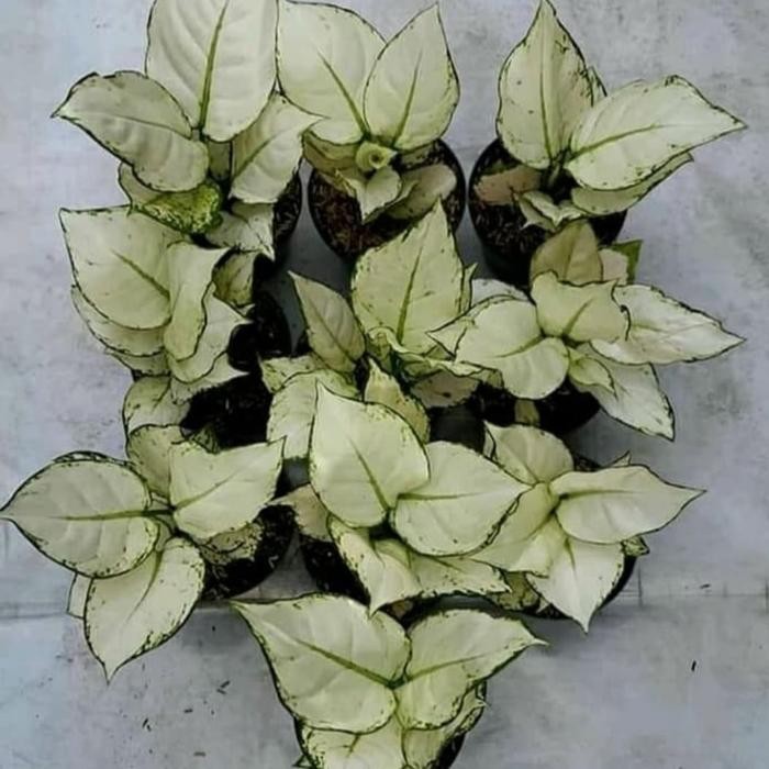 Tanaman hias aglonema super white - super white - aglonema super white