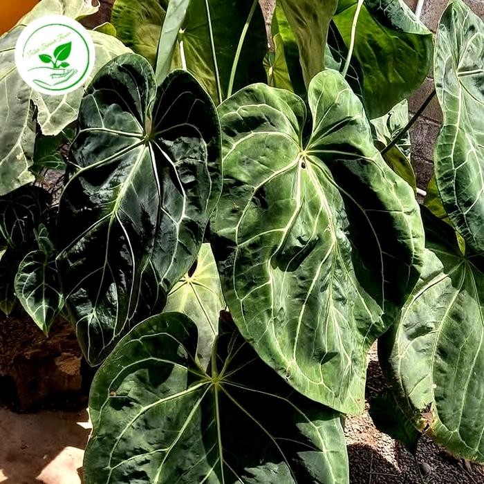 tanaman hias anthurium kuping gajah JUMBO anthurium