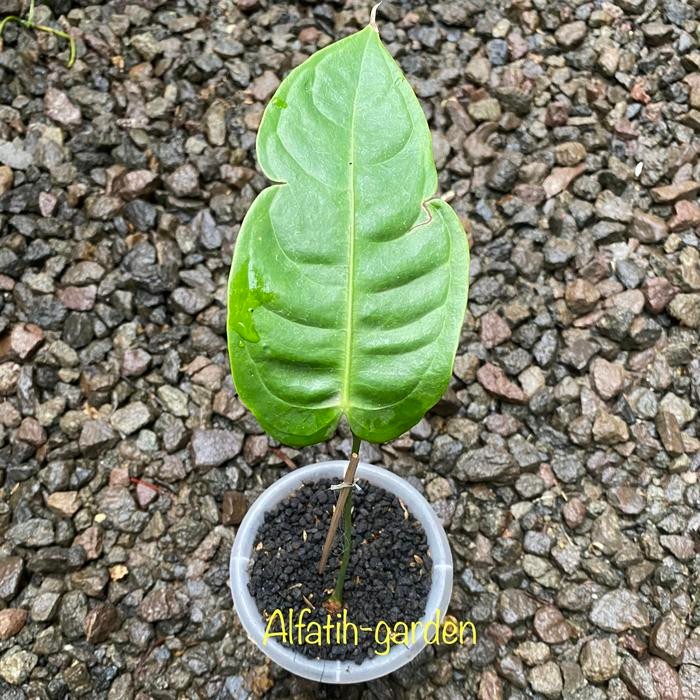 Anthurium king veitchii ori (1daun pancing)