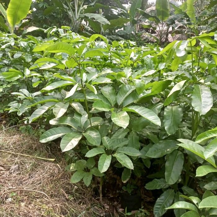 tanaman hias walisongo tinggi 100cm