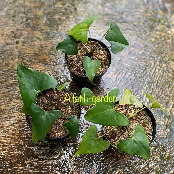 anthurium pterodactyl