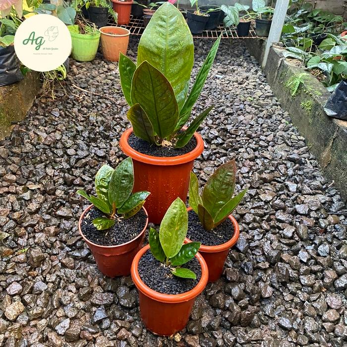 anthurium neo superboom