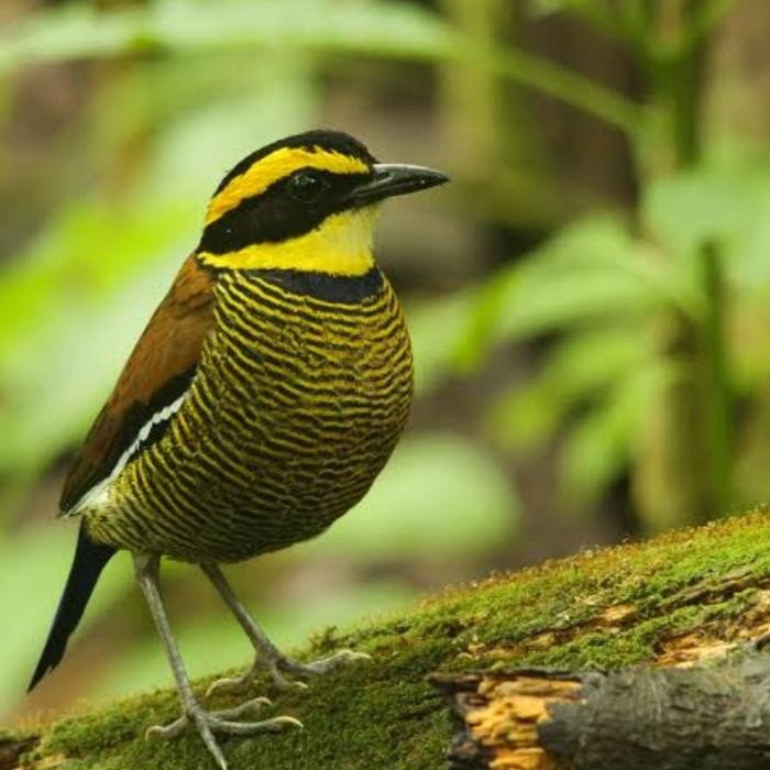 paok pancawarna betina