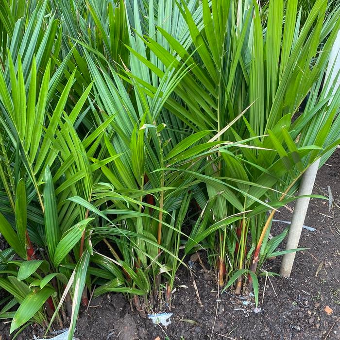 Palem Merah Tinggi 1 Meter