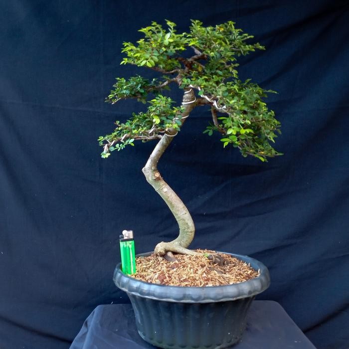 bonsai ulmus micro