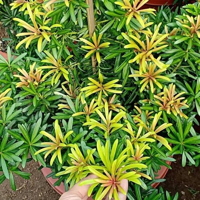 tanaman hias lohansung cincuan pucuk merah - lohansung merah