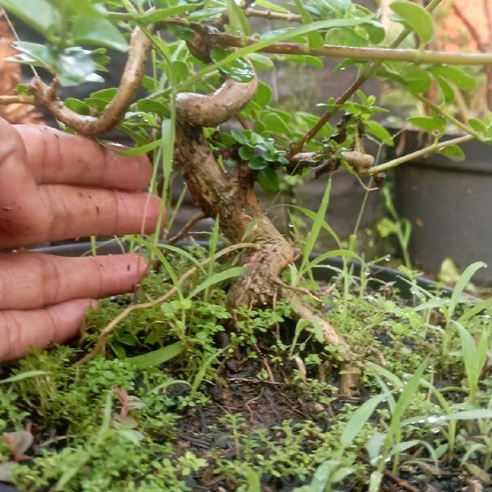 bahan bonsai sancang prospek