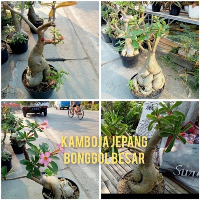bonsai kamboja jepang bonggol besar