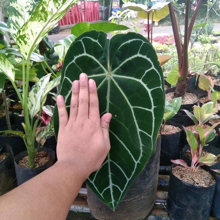 tanaman hias anthurium kuping gajah daun besar