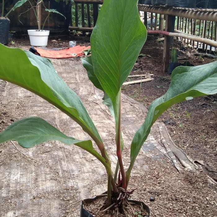 Anthurium jemani supernova remaja