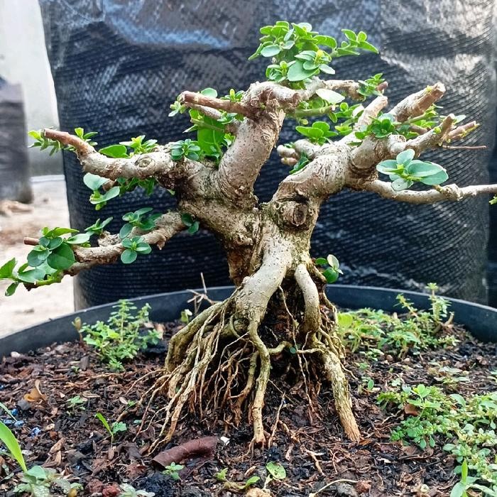 bonsai sancang bahan prospek