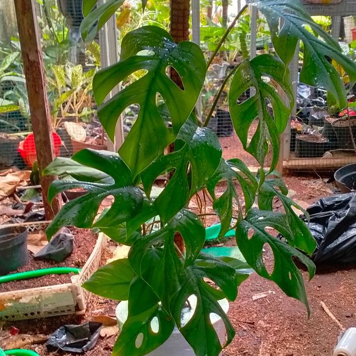 monstera raphidopora