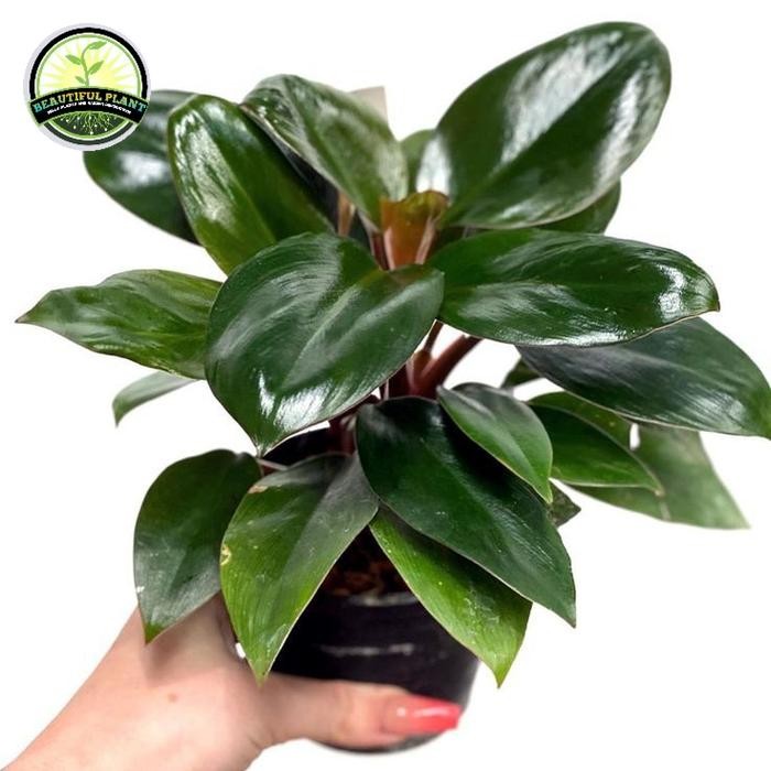 tanaman philodendron red congo - Philodendron red congo indoor