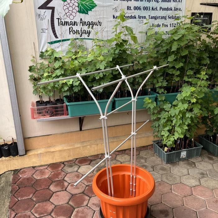 Tiang Rambatan Anggur Tralis Y