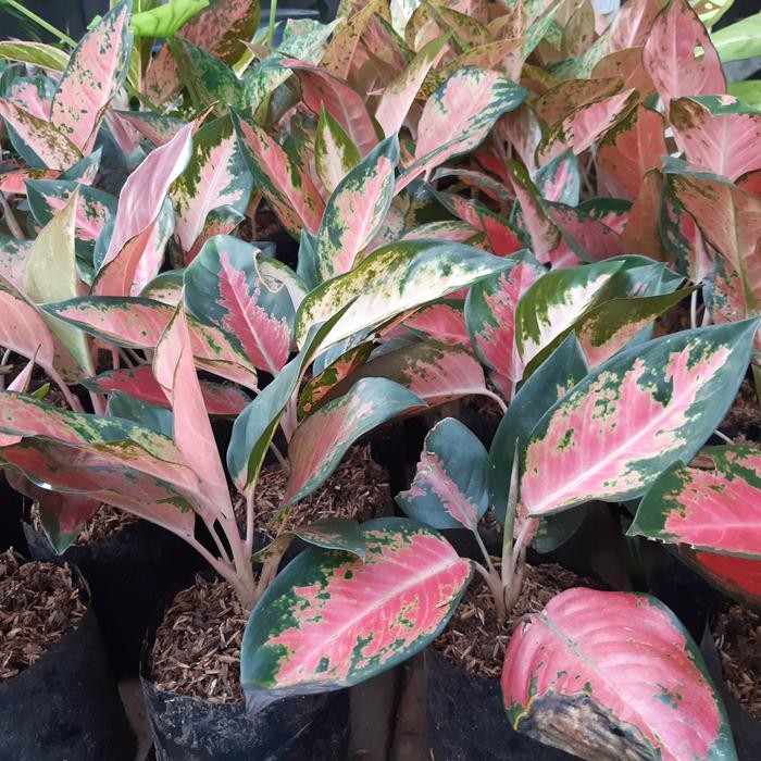 Aglonema red khocin - aglonema red kocin