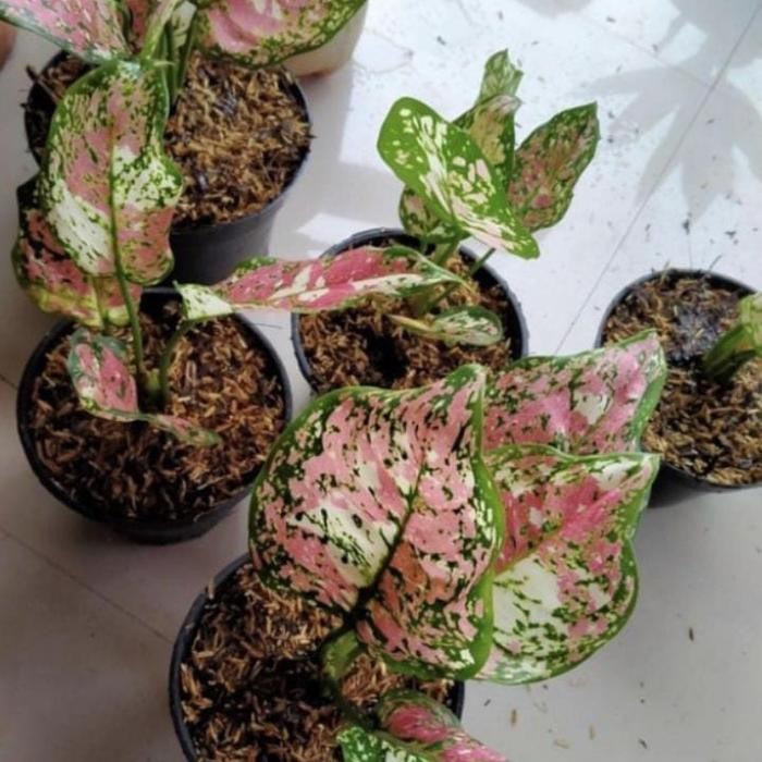 New Produk Tanaman hias Aglonema tricolor - Aglonema tricolor