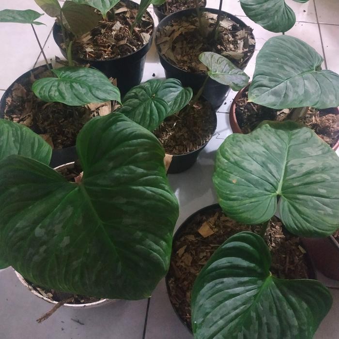 philodendron majestic