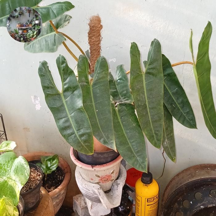 philodendron billietiae