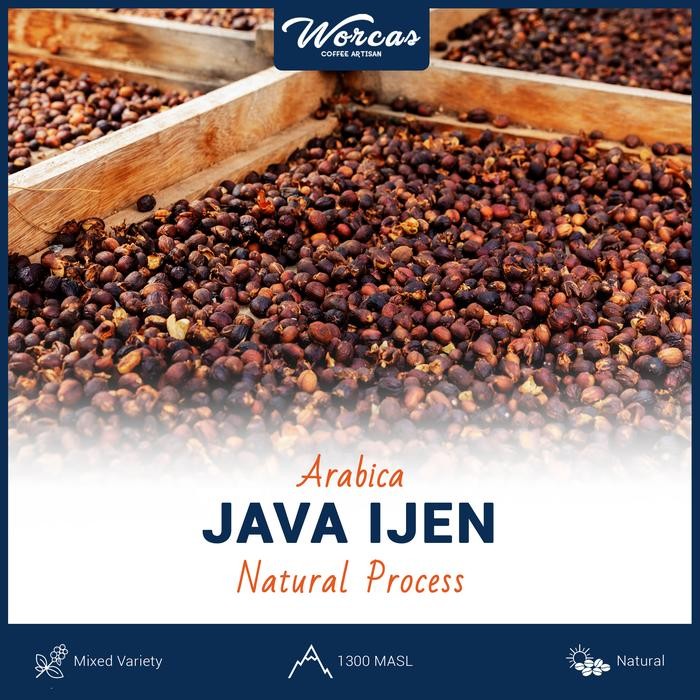 

Green Bean Arabica Java Ijen Natural Process 1Kg (Biji Kopi Mentah)