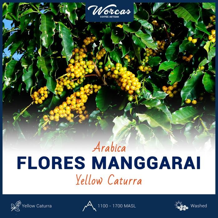 

Green Bean Arabica Flores Manggarai Yellow Caturra 1Kg