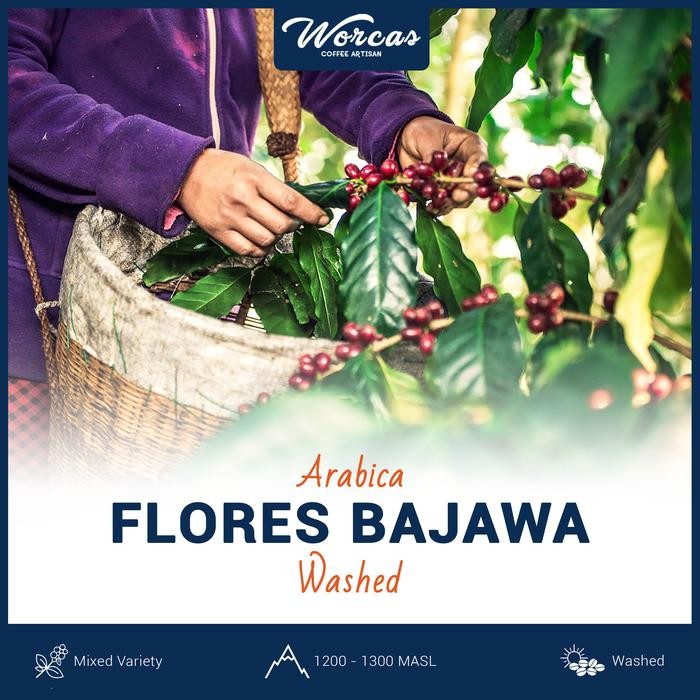 

Flores Arabica Green Bean 1Kg (Biji Kopi Mentah)