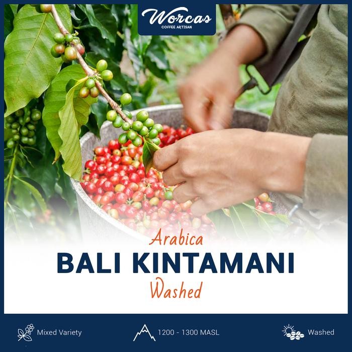 Bali Kintamani Arabica Green Bean 1Kg (Biji Kopi Mentah)