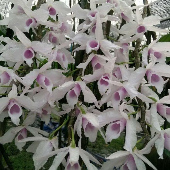 Anggrek Anosmum Semi Alba