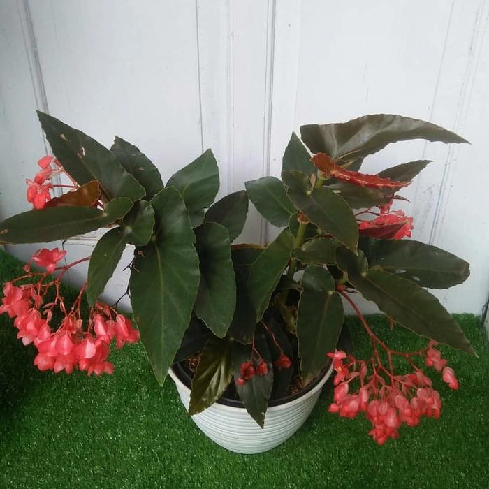 tanaman hias begonia bunga+pot putih+sabut