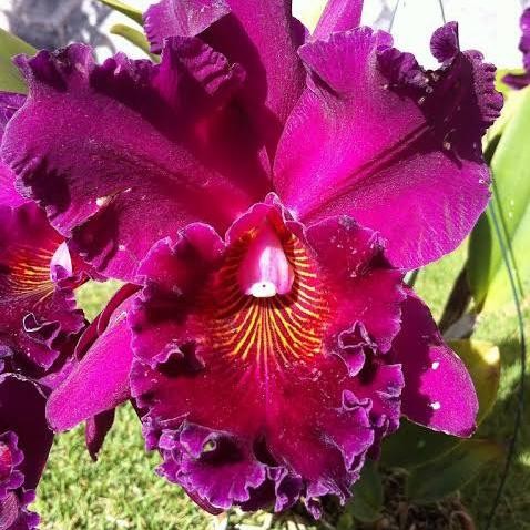 Anggrek Cattleya Blc Edistro New Berry