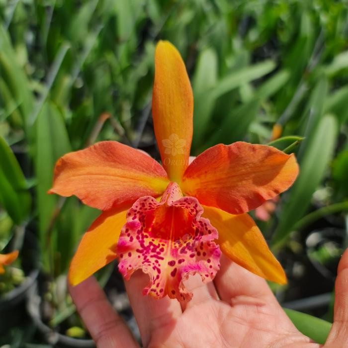 Anggrek Cattleya Copper Queen Knop/Berbunga