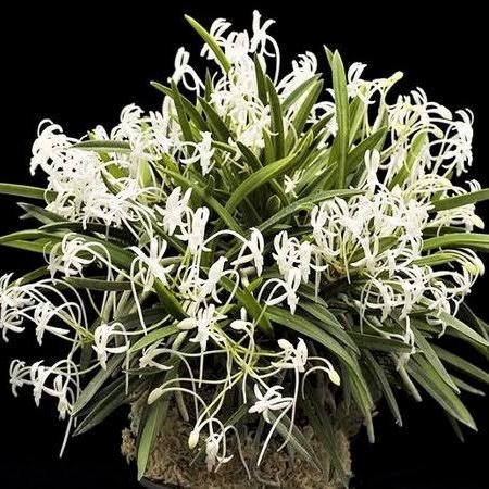 Anggrek Species Neofinetia Falcata