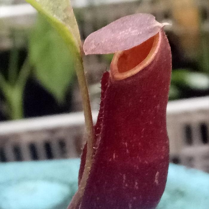 mirabilis mini red x miranda/nepenthes/kantong semar/tanaman karnivora
