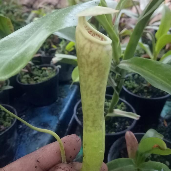 nepenthes boschiana x spatulata/kantong semar/tanaman karnivora