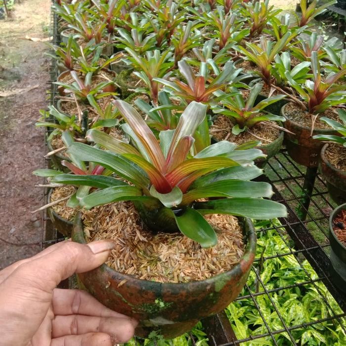 bromelia mini merah/tanaman hias bromelia mini.paket 3